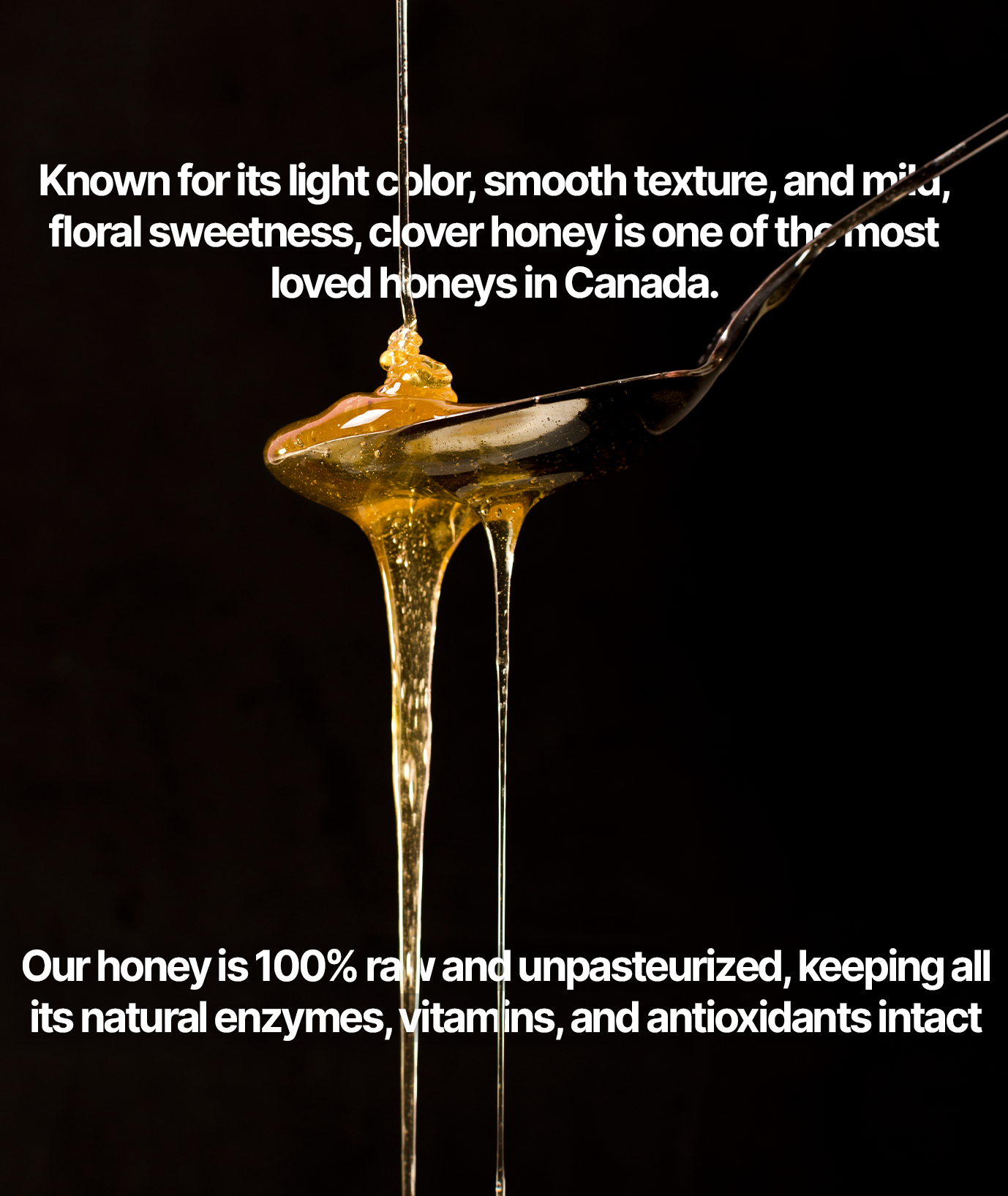 CLOVER HONEY 175 G